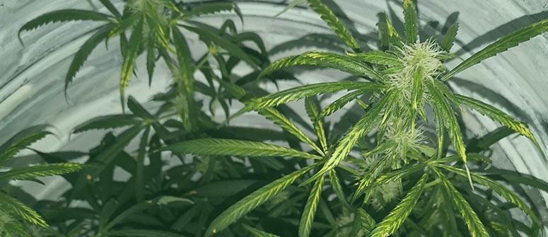 Cos'è una bruciatura da vento e come Prevenirla nelle colture di cannabis