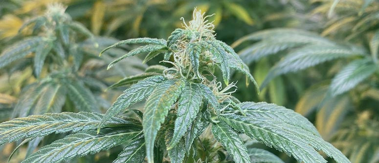 Allungamento delle piante di cannabis: Cos'è e come gestirlo