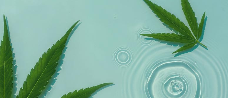 Irrigare la cannabis: Acqua piovana, del rubinetto e sotteranea