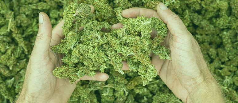 Puoi Davvero Ottenere le Rese Pubblicizzate dalle Seed Bank di Cannabis?