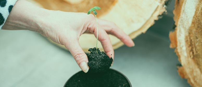 Come e quando trapiantare le piante di cannabis