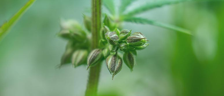Nozioni di base sulla cannabis: Fenotipi e genotipi