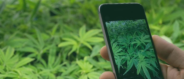 I 6 migliori account Snapchat sulla cannabis 