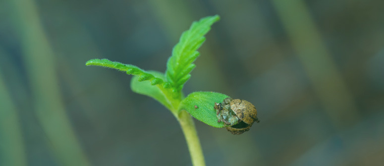 Tutto quello che c'è da sapere sulle piantine di cannabis