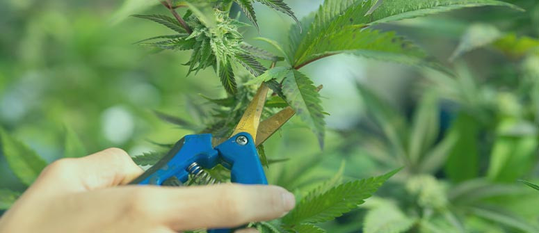 Defogliare la cannabis: Una guida completa