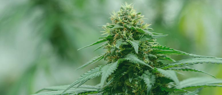 Cosa sono gli ibridi di cannabis?