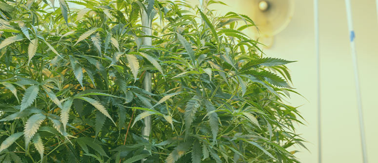 Monster Cropping: Come coltivare piante di cannabis mostruose