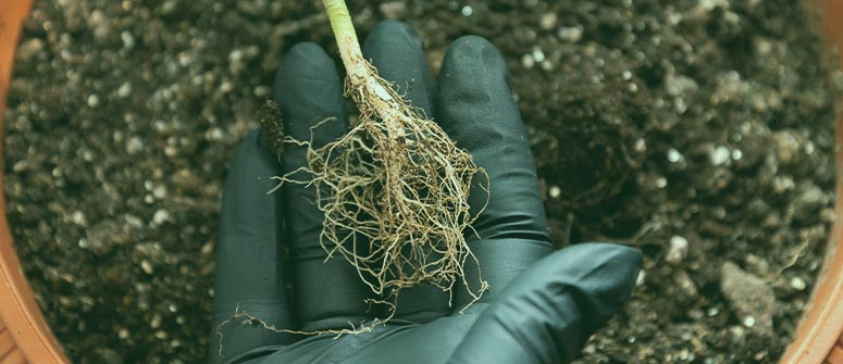 Come potare le radici delle piante di cannabis