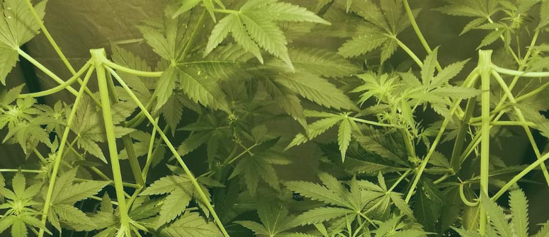 Il supercropping per maggiori raccolti di cannabis: Guida completa