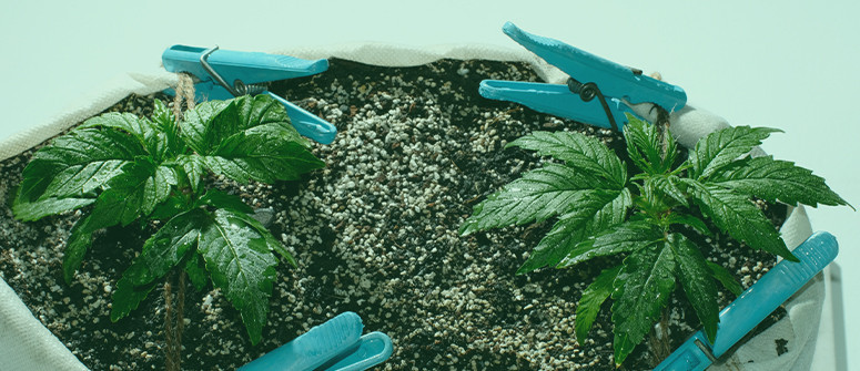 Micro coltivazione di cannabis: Guida