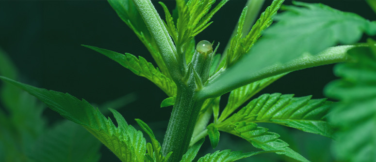 Come cimare le piante di cannabis