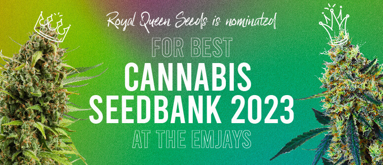 Royal Queen Seeds nominata nella categoria “Migliore Seedbank dell'Anno” agli Emjays Awards