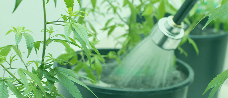 Come irrigare le piante di cannabis quando si è via