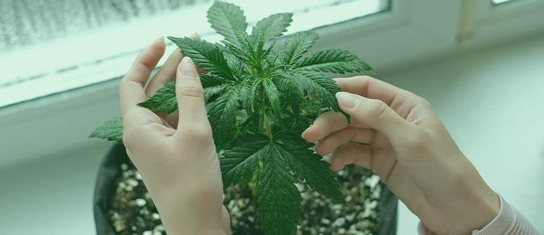 Come coltivare cannabis sul davanzale di una finestra