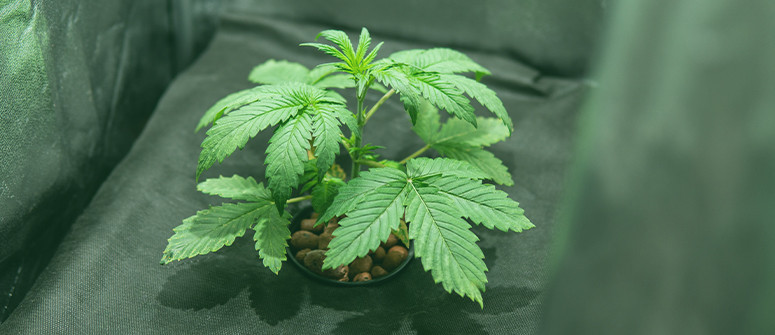 Come coltivare cannabis in un armadio 