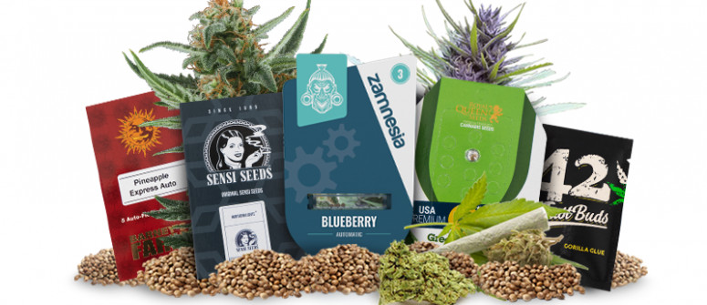 Le 5 migliori banche dei semi di cannabis del 2024
