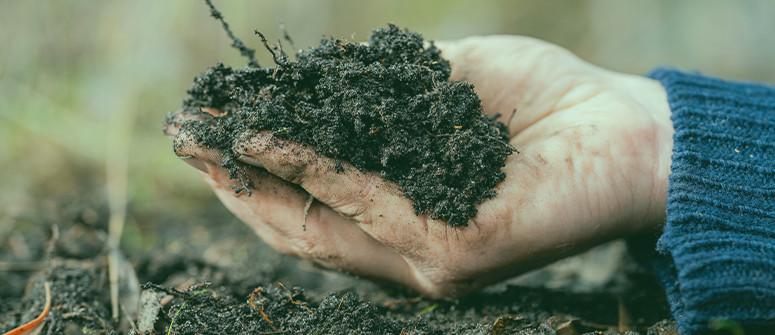 L'importanza dei microrganismi del suolo per le piante di cannabis