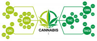 Capire il processo di formazione dei cannabinoidi - CannaConnection