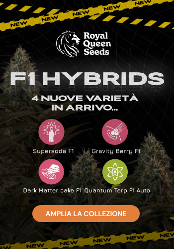 Royal Queen Seeds